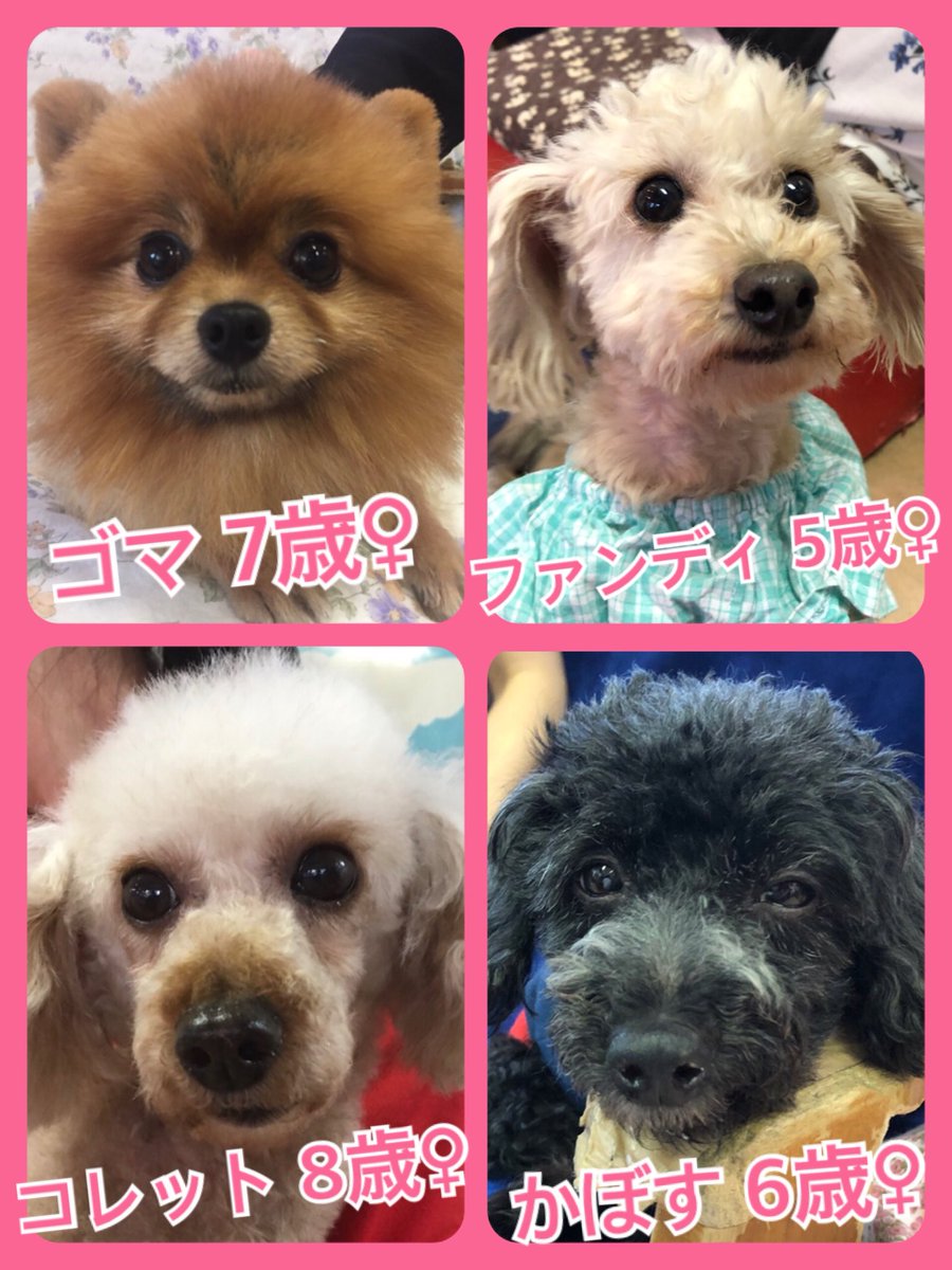 🐾今日の里親様募集中ワンコ🐶メンバーです🐾2019,6,3